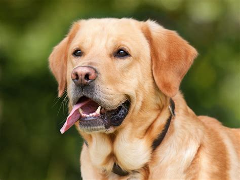 Canine Atopic Dermatitis Study Looking For Labradors And Golden