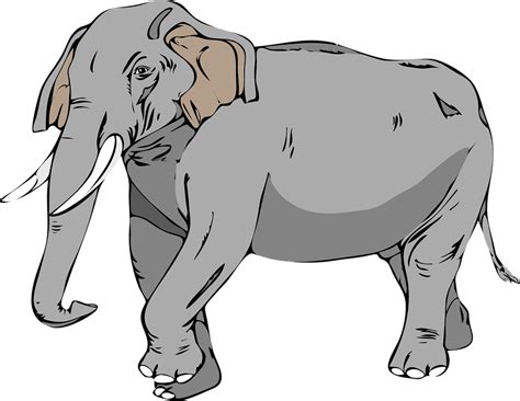 Gambar Vektor Gratis Gajah Besar Hewan Gambar Gratis Di Pixabay
