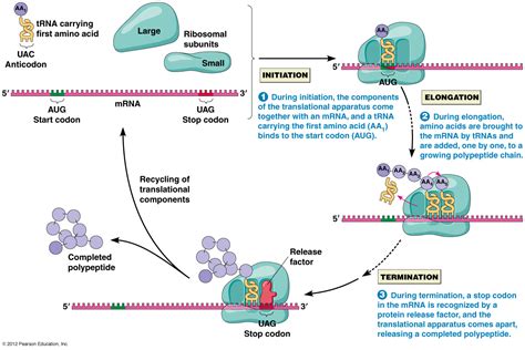 Fajarv Translation Protein Synthesis Steps With Pictures