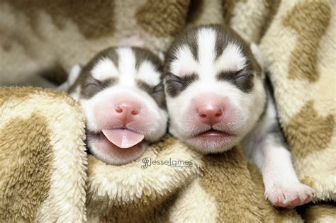 My favorite activities are biting, playing with my sisters & family, eating, and killing people with my cuteness!! Cute Puppy Dogs: Siberian Husky Puppies