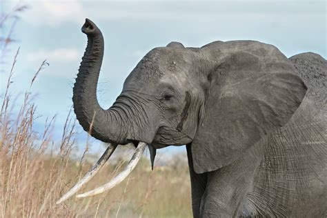 African Elephant Some True Facts And Fresh Photos Wildlife Of World