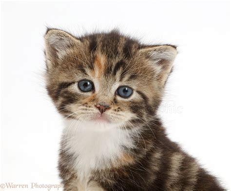 Chatons écailles De Tortue à Vendre