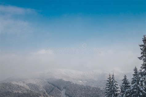 Panorama Of The Carpathian Mountains Snowy And Wooded Peaks And Tall