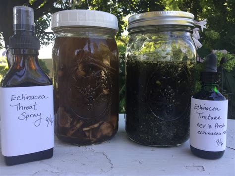 An alcohol based tincture will last many years. How to Make an "Immune-Boosting" Echinacea Tincture ...