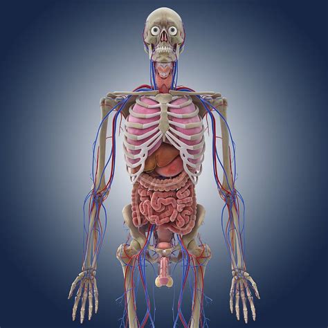Human Body Anatomy Male Human Anatomy Diagram Male Bodenewasurk