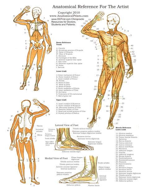 Printable Free Anatomy Study Guides Free Printable Anatomy Pictures