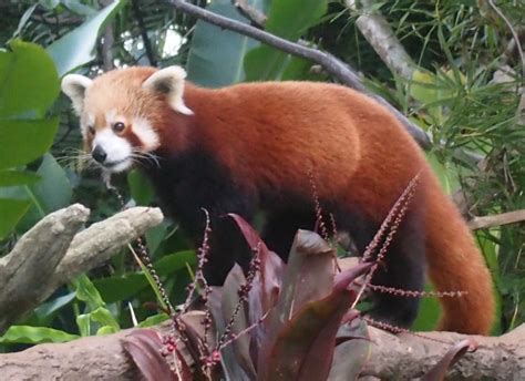 Australian Zoo Red Pandas The Adventures Of Kerri And Matt