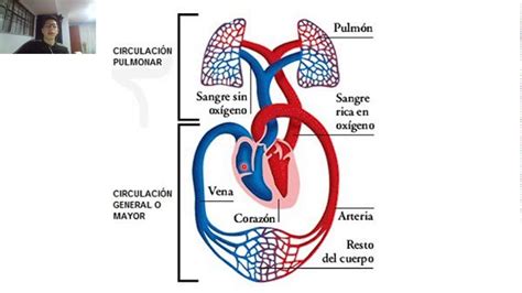 Novedades Enfermeria Sistema Vascular Circulacion Mayor Y Menor Images