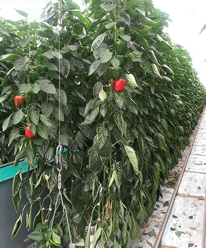Growing Peppers In A Greenhouse Sowing Care And Harvest