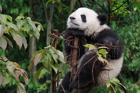 Giant Panda Ronald Woan Flickr