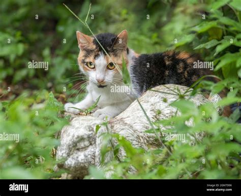 Feral Calico Cat In Outdoor Garden Stock Photo Alamy
