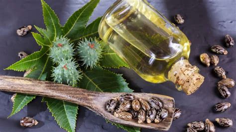 Castor Oil Types Benefits And Uses Healthifyme