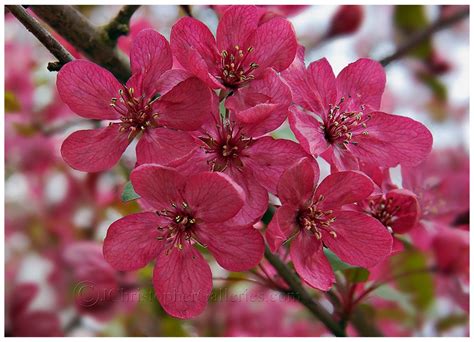 Here are some interesting options to get your creative juices flowing. Pink crabapple...better than it's name. | April flowers ...