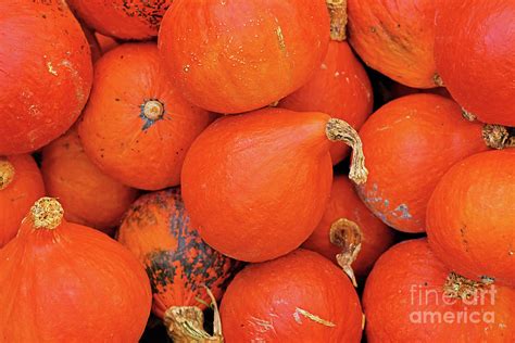 Top View Of Many Red Kuri Hokkaido Squashes In Pile Of Pumpkins