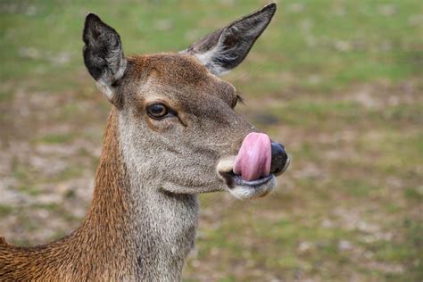 Free Picture Tongue Animal Deer Wildlife Grass Outdoor