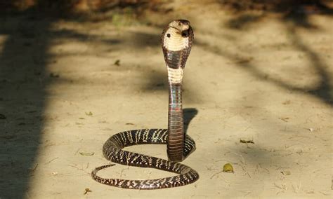 Monocled Cobra Animal Facts Naja Kaouthia A Z Animals