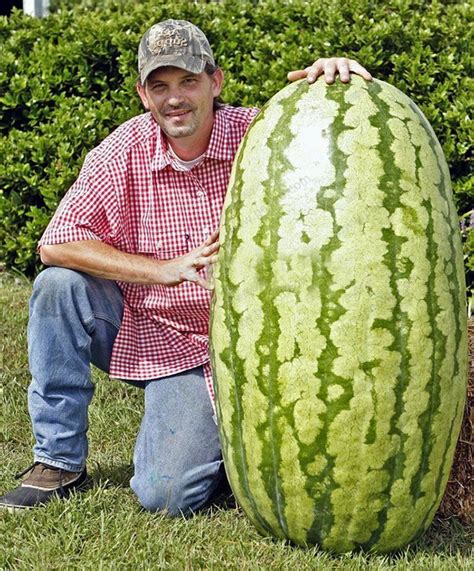Egrow 30pcs Giant Watermelon Seeds Black Tyrant King Super Sweet