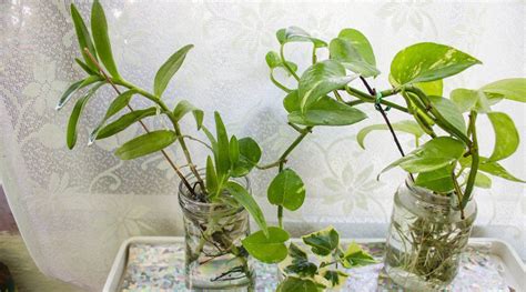 Best House Plants That Grow In Water Common Problems And Growing Guide