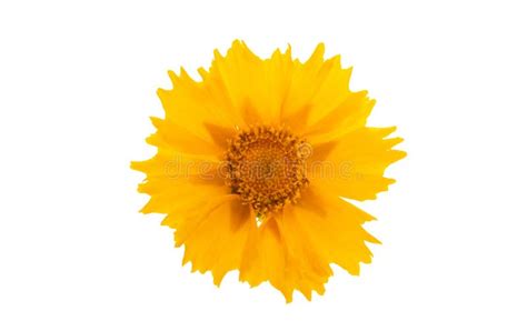 Yellow Flower Isolated Stock Photo Image Of Nature 273873350