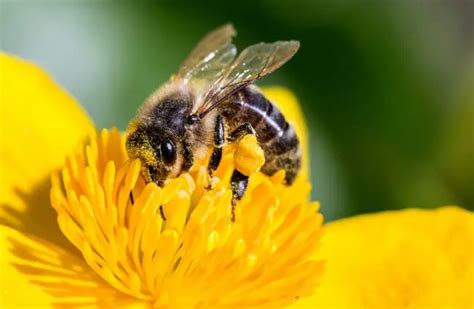 Killer Bee Description Habitat Image Diet And Interesting Facts