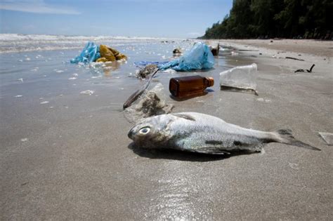 Effects Of Ocean Pollution On Marine Life Lovetoknow