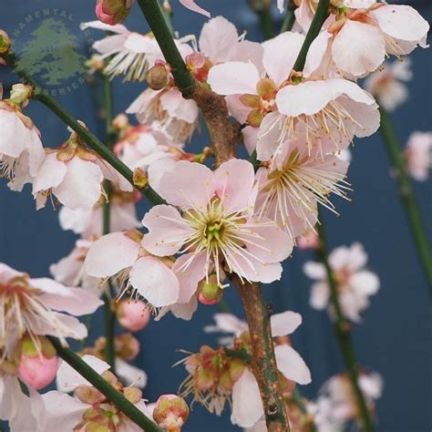 Prunus Mume Omoi No Mama Japanese Flowering Apricot Trees