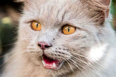 6 Cat Meow Sounds And What They Mean Catster