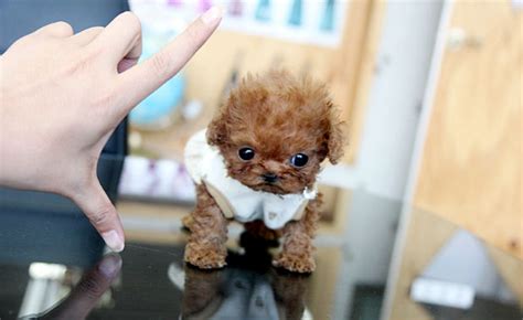 17 Tiny Puppies Who Will Make You Feel Like An Actual