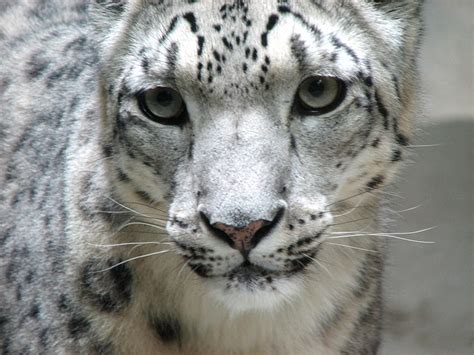 Rare Snow Leopards Found In Remote Area Of Afghanistan Orta Blu