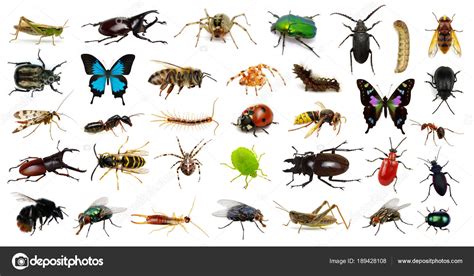 Uppsättning Av Insekter — Stockfotografi © Ale Ks 189428108