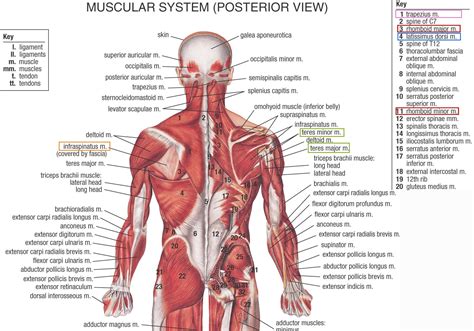 Muscles Ligaments And Tendons Of The Human Back Health And Wellness