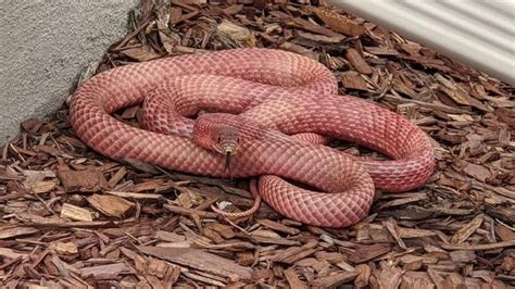 Are There Pink Snakes 13 Pink Snakes With Pictures