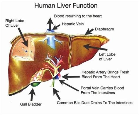 Liver Diagram And Function The Amazing Human Body Medical Knowledge