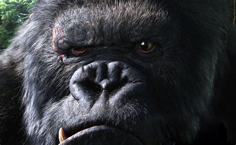 Angry Gorilla Wallpapers Wallpaper Cave