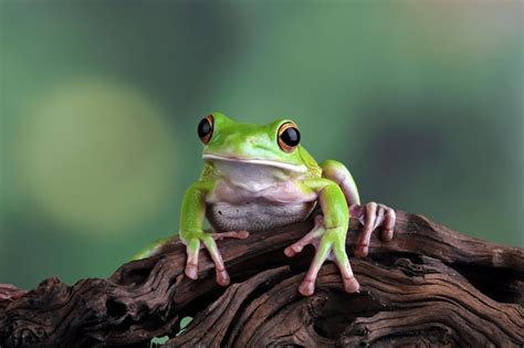 Premium Photo White Lipped Tree Frog Green Tree Frogs
