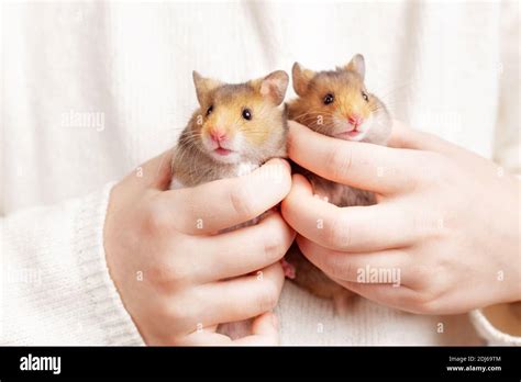 Syrian Hamsters High Resolution Stock Photography And Images Alamy