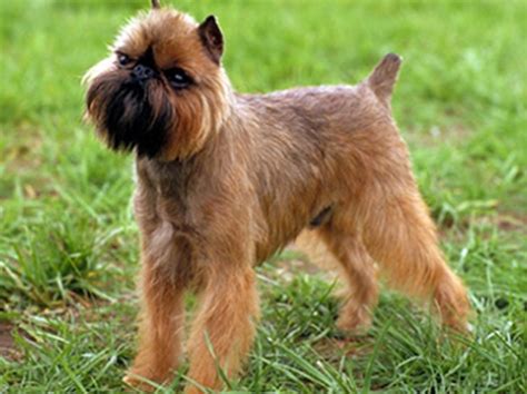 brussels griffon history personality appearance health  pictures