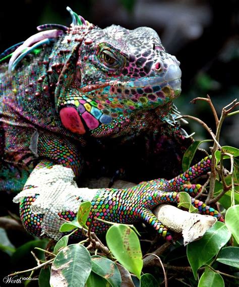 Image Result For Rare Colorful Reptiles Rare Animals Unusual Animals