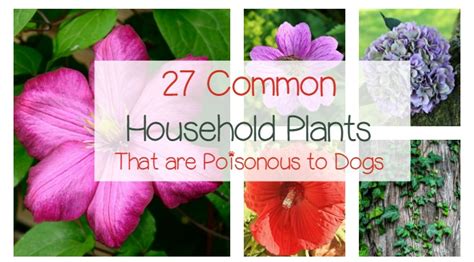 We did not find results for: 27 Poisonous Plants for Dogs - The Common Dangers - DogVills