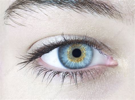 Womans Eye Stock Image F0039313 Science Photo Library