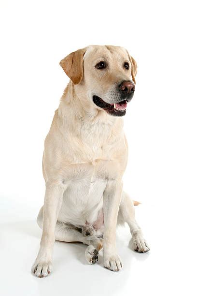 1800 Golden Lab Sitting Stock Photos Pictures And Royalty Free Images