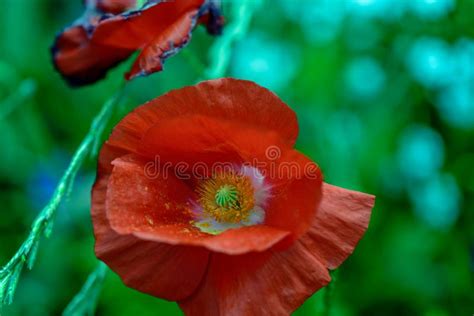 Plants Of Red Poppies And Other Wildflowers Grow In Spring In G Stock