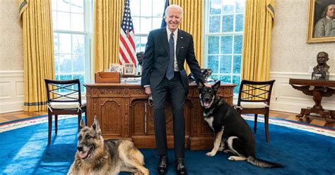 Biden's dog major reflects a broader trend of americans adopting pets from shelters and how they feel about animal rights, mr. Westminster dog show ditches Madison Square Garden for 1st time in a century - Everything about ...