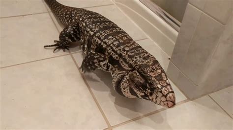 Big Lizards You Can Have As Pets Pets Retro