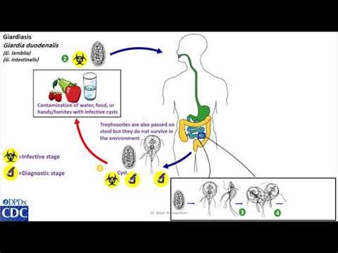 Giardia Intestinalis Life Cycle Youtube