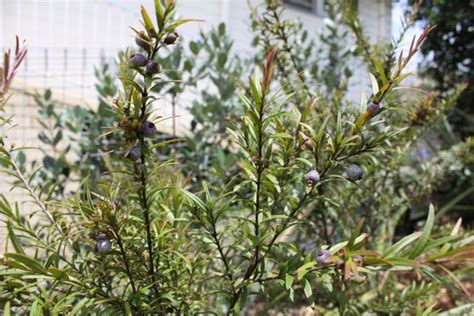 Austromyrtus Dulcis Midyim Berry Tree