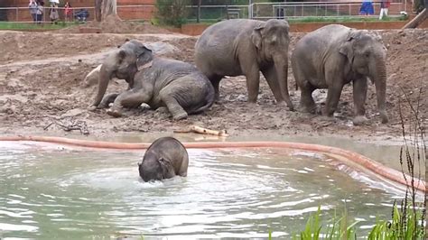 The Baby Elephant Playing In Water May 2013 By Jonas Martinsson Youtube