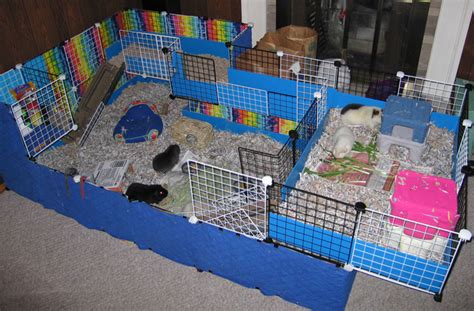 All About Caring For Your Guinea Pig Hubpages