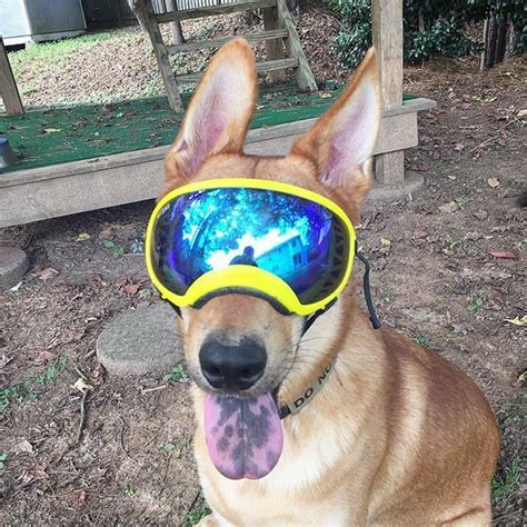 Rex Specs Are Protective Dog Goggles Designed For The Active And