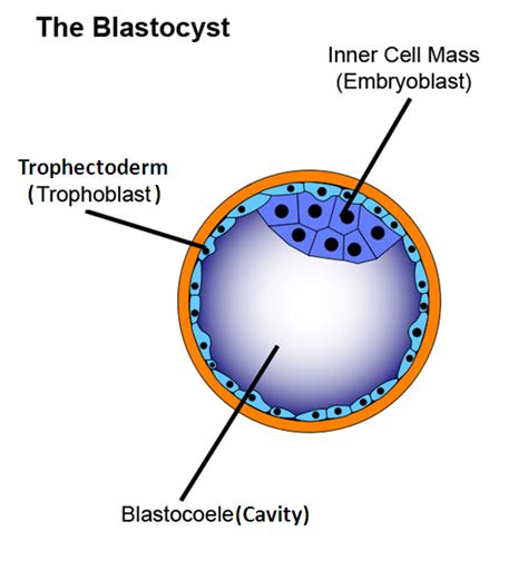 Overview Of The Blastocyst Development And Grading Along With Images